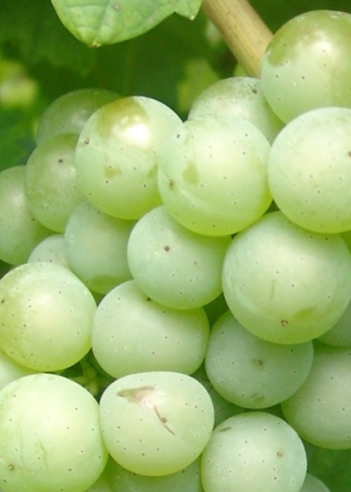 Nobling Beeren 1